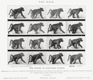 Eadweard Muybridge: Yürüyüş (s/b fotoğraf) by Eadweard Muybridge