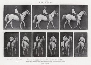 Eadweard Muybridge: Yürüyüş (s/b fotoğraf) by Eadweard Muybridge