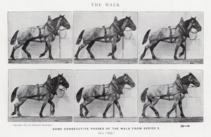 Eadweard Muybridge: Yürüyüş (s/b fotoğraf) by Eadweard Muybridge