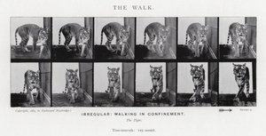 Eadweard Muybridge: Yürüyüş (s/b fotoğraf) by Eadweard Muybridge