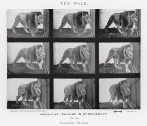 Eadweard Muybridge: Yürüyüş (s/b fotoğraf) by Eadweard Muybridge