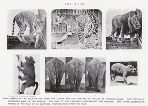 Eadweard Muybridge: Yürüyüş (s/b fotoğraf) by Eadweard Muybridge