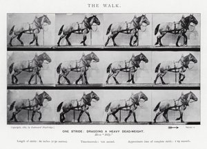 Eadweard Muybridge: Yürüyüş by Eadweard Muybridge