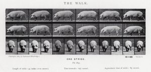 Eadweard Muybridge: Yürüyüş by Eadweard Muybridge