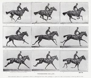 Eadweard Muybridge: Enine Dörtnala (s/b fotoğraf) by Eadweard Muybridge