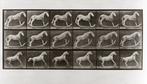 Sallanan Atlar ve Namlu Yuvarlayan At, Animal Locomotion