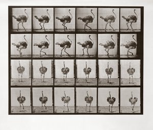 Devekuşu Koşusu, Hayvan Hareketinden Plaka 772, 1887 by Eadweard Muybridge