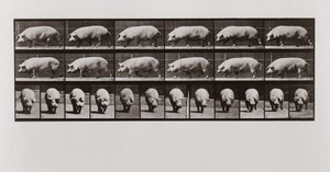 Domuz yürüyüşü, Animal Locomotion