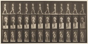 Levha 14. Yürüyüş, Sağ El Çenede, 1872-1885 by Eadweard Muybridge