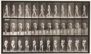 Plaka 18. Yürüyüş, Sol El Karın Karşısında, 1872-1885 by Eadweard Muybridge