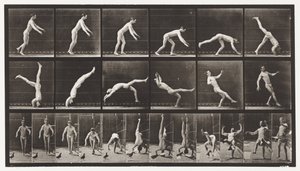 Plaka 365. Baş Yayı, Engelleyen Uçan Bir Güvercin by Eadweard Muybridge