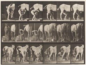 Plaka 509. Atı Pabuçlamak by Eadweard Muybridge
