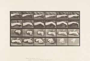 Plaka 532.El Hareketi; Daire Çizmek, 1885 by Eadweard Muybridge