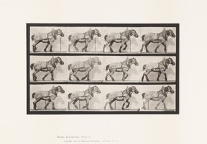 Plaka 565.Çekme;Koyu Gri Belçikalı At Dusel by Eadweard Muybridge