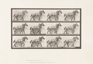 Plaka 567.Çekme;Koyu Gri Belçika Atı Billy, 1885 by Eadweard Muybridge