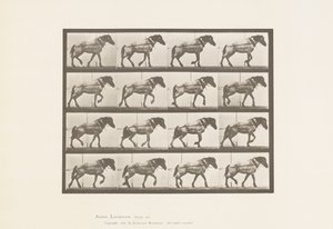 Plaka 569.Çekme;Koyu Gri Belçika Atı Hansel, 1885 by Eadweard Muybridge