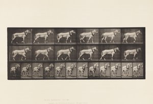 Plaka 571.Taşıma;Açık Gri Mare Johnson, 1885 by Eadweard Muybridge
