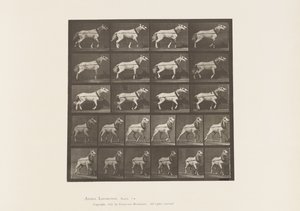 Plaka 572.Çekme; Kafa Çekiliyor; Açık Gri Kısrak, 1885 by Eadweard Muybridge