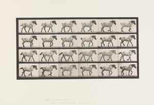 Plaka 574. Yürüyüş; Özgür; Koyu Gri Belçika Atı Hansel, 1885 by Eadweard Muybridge