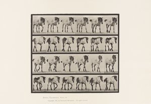 Plaka 575. Yürüyüş; Özgür; Koyu Gri Belçika Atı Hansel, 1885 by Eadweard Muybridge