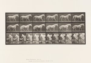 Plaka 576. Yürüyüş; Özgür; Açık Gri At Kartalı by Eadweard Muybridge