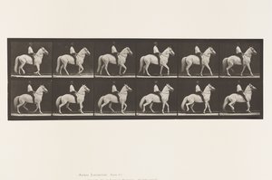Plaka 577. Yürüyüş; Sele; Düzensiz; Beyaz At Clinton, 1885 by Eadweard Muybridge