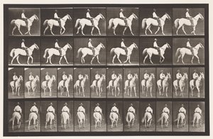 Plaka 579. Yürüyüş; Sele; Beyaz At Elberon, 1885 by Eadweard Muybridge