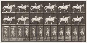 Plaka 581.Yürüyüş, Eyersiz, Binici, 43, Çıplak; Açık Gri Atlı Smith, 1885 by Eadweard Muybridge