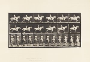 Plaka 582. Yürüyüş; Eyer; Binici, 43, Çıplak; Açık Gri At Smith by Eadweard Muybridge