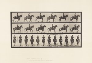 Plaka 584. Yürüyüş; Sele; Düzensiz; Kahverengi Kısrak Güzeli, 1885 by Eadweard Muybridge