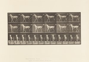 Plaka 586. Yürüyüş; somurtkan; Açık Gri Kısrak, Katydid, 1885 by Eadweard Muybridge