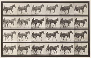 Plaka 587. Yürüyüş; somurtkan; Kuzukulağı Mare Nellie Gül, 1885 by Eadweard Muybridge