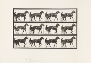 Plaka 588.Yürüme; somurtkan; Bay Horse Reuben, 1885 by Eadweard Muybridge