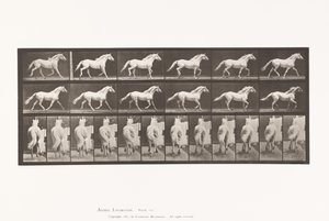 Plaka 596. Paça; Özgür; Açık Gri At Kartalı by Eadweard Muybridge