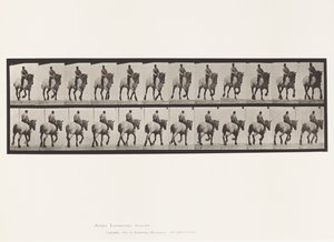 Plaka 599. Paça; Eyersiz; Koyu Gri Dusel by Eadweard Muybridge