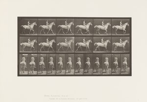 Plaka 602.Tırçalama;Korumasız; Binici,43,Çıplak;Açık Gri Horse Smith, 1885 by Eadweard Muybridge