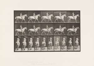 Plaka 603. Paça; Sele; Ride, 43, Geniş, Açık Gri Horse Smith by Eadweard Muybridge