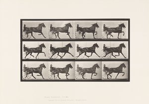 Plaka 606. Paça; somurtkan; Bay Horse, Ruben by Eadweard Muybridge