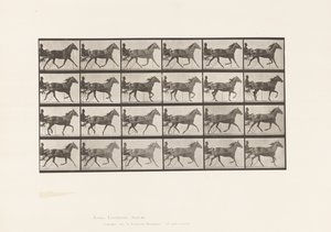 Plaka 607. Paça; somurtkan; Bay Mare, Lizzie M. by Eadweard Muybridge