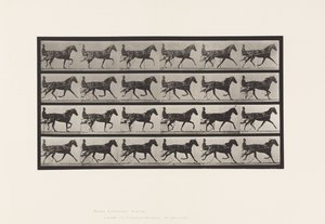 Plaka 608. Paça; somurtkan; Kuzukulağı Kısrak, Flode Holden by Eadweard Muybridge