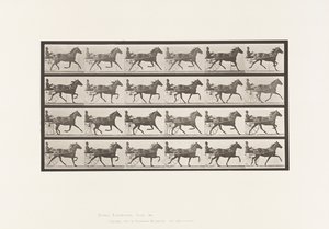 Plaka 609. Paça; somurtkan; Bay Mare, Lizzie M. by Eadweard Muybridge