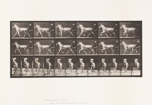 Plaka 610. Paça; somurtkan; Gri Kısrak, Katydid by Eadweard Muybridge