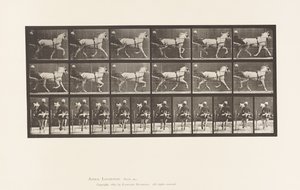 Plaka 611. Paça; somurtkan; Gri Kısrak, Katydid by Eadweard Muybridge