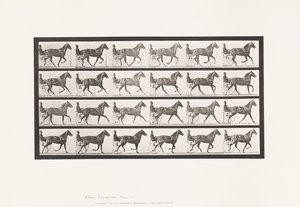 Plaka 614. Paça; Dörtnala Koşmak; Kuzukulağı Kısrak Flode Holden by Eadweard Muybridge