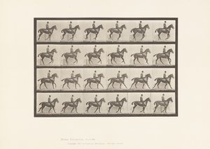 Plaka 616. Canter; Sele; Defne Atı Papatya by Eadweard Muybridge