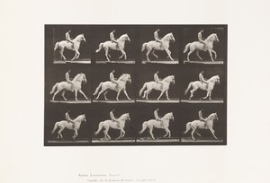 Plaka 617. Canter; Eyersiz; Binici, 106, Çıplak;Beyaz At Clinton, 1885 by Eadweard Muybridge