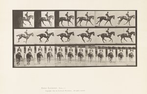 Plaka 620. Canter; Sele; Safkan Bay Mare Annie 6. by Eadweard Muybridge