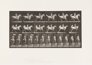 Plaka 622. Canter; Sele; Binici, 43, Çıplak; gri at Smith, 1885 by Eadweard Muybridge