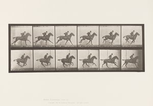 Plaka 624. Dörtnala; Sele; Defne Atı Papatya by Eadweard Muybridge