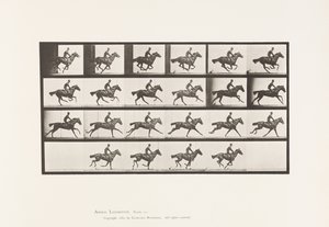 Plaka 625. Dörtnala; Safkan Bay Atı Buketi by Eadweard Muybridge